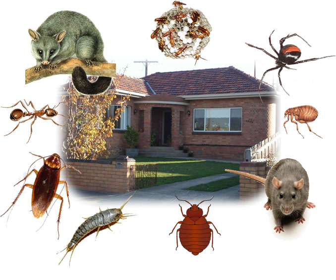 Pestex Pest Control Services In Hamilton