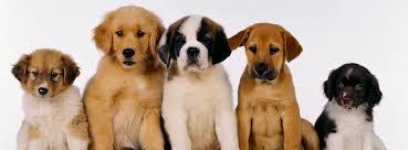 Diamana Service Canins Diamana Service Canins