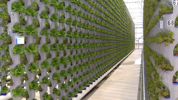 Top Reasons To Consider Utilizing Vertical Growing Systems