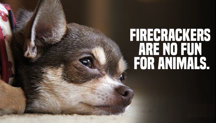 how to keep your dog quiet at night