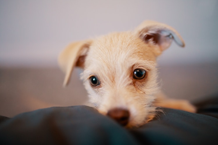 The Factors That You Need To Know When Finding Puppies For Sale