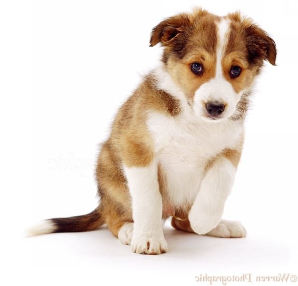 Can Dogs Eat Dried Seaweed