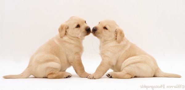 pekingese separation anxiety